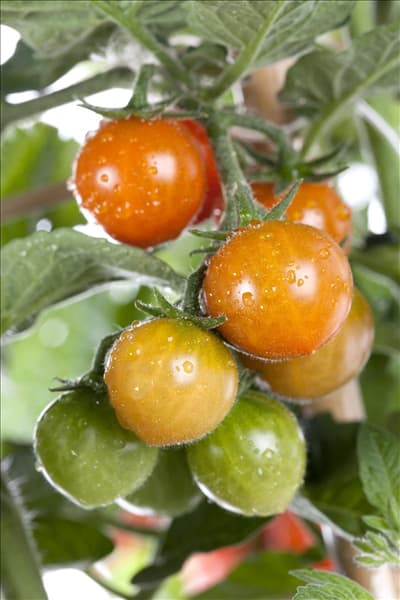 Solanum lycopersicum var. cerasiforme 'Tomatoberry'