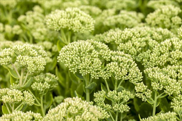 Sedum telephium 'Herbstfreude'