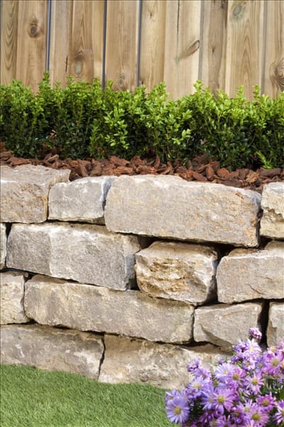 Buxus sempervirens