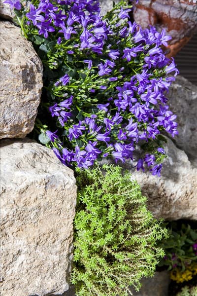 Campanula