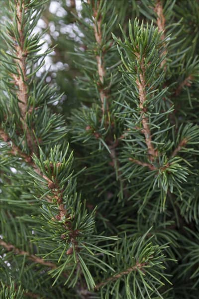 Picea glauca 'Conica'