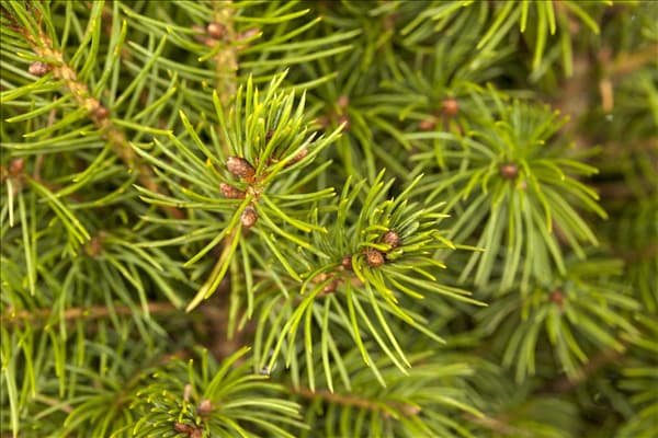 Picea glauca 'Conica'