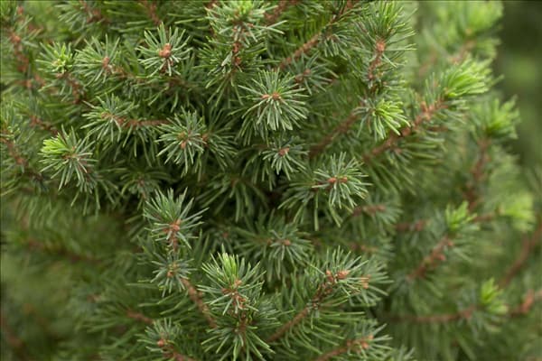 Picea glauca 'Conica'
