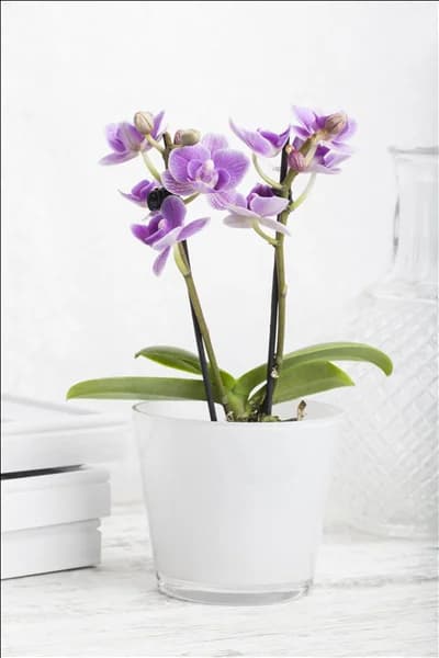 Phalaenopsis, rosa