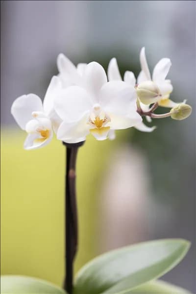 Phalaenopsis Mini