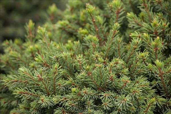 Picea glauca