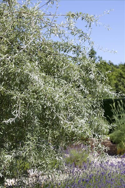 Pyrus salicifolia