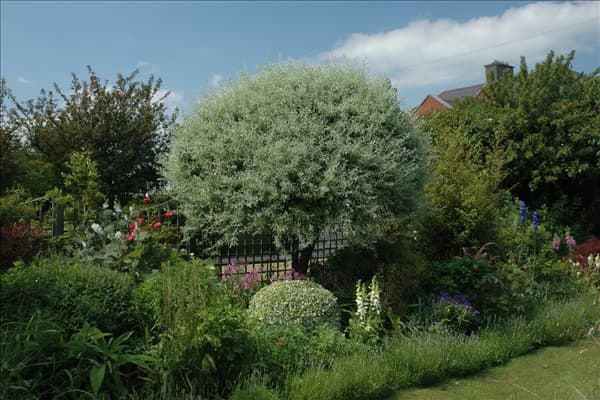 Pyrus salicifolia