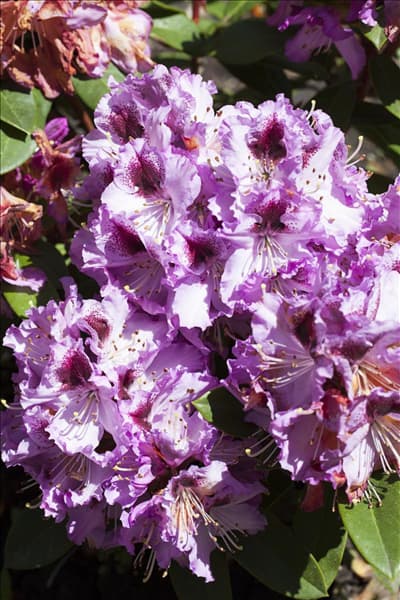 Rhododendron 'Pfauenauge'®