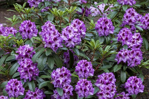 Rhododendron 'Pfauenauge'®