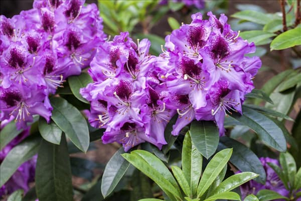 Rhododendron 'Pfauenauge'®