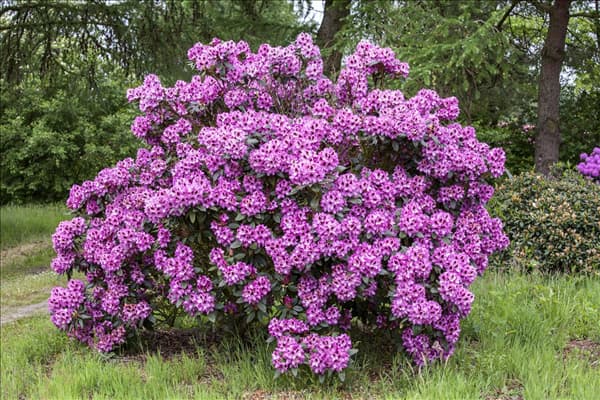 Rhododendron 'Pfauenauge'®