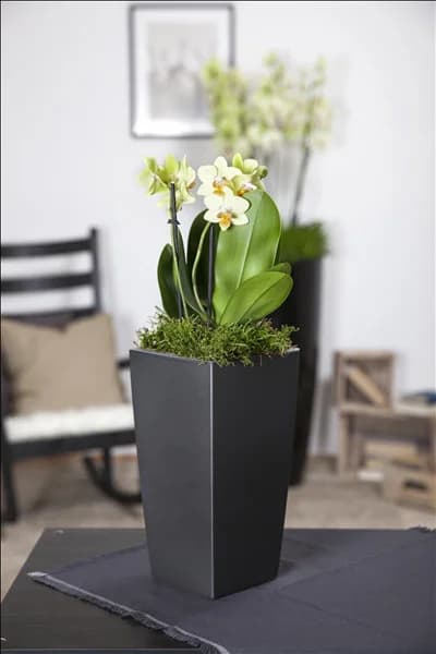 Phalaenopsis multiflora