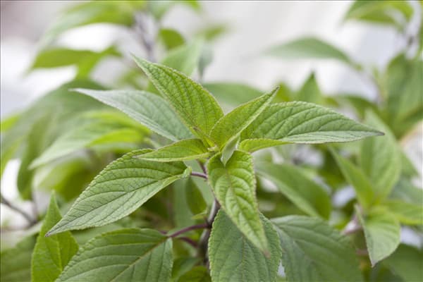 Salvia elegans