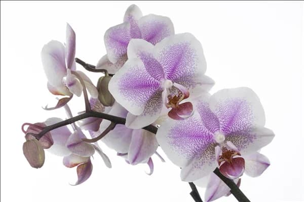 Phalaenopsis