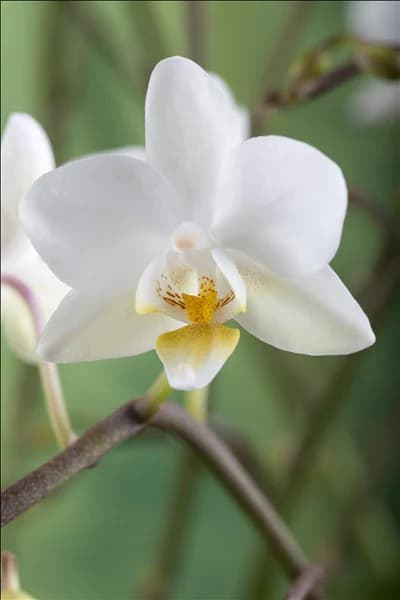 Phalaenopsis 'Wild Orchid'