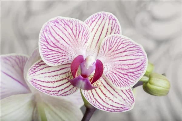 Phalaenopsis multiflora