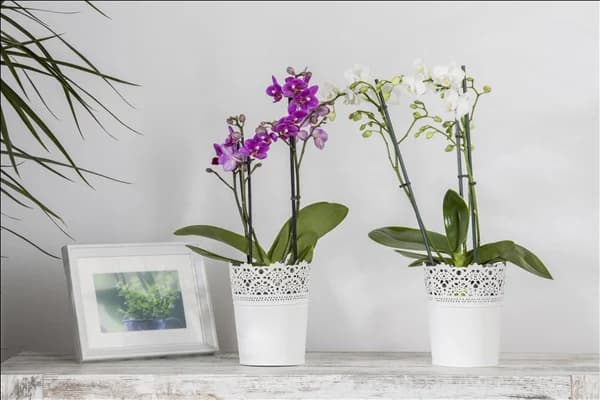 Phalaenopsis multiflora
