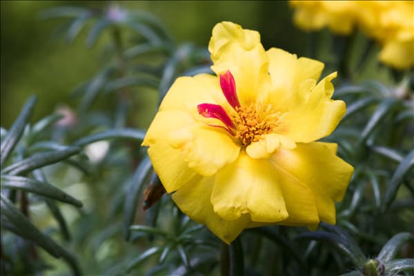 Portulaca grandiflora
