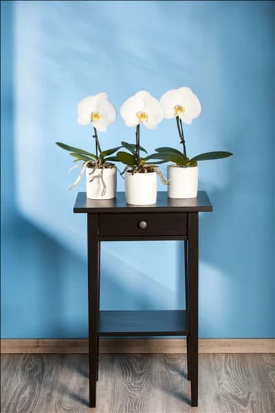 Phalaenopsis, weiß