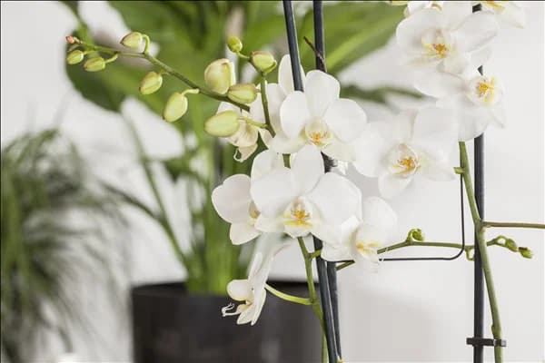 Phalaenopsis 'Tropic Snowball'