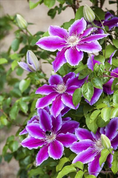 Clematis