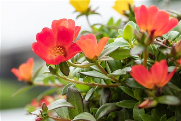 Portulaca umbraticola 'Cupcake'