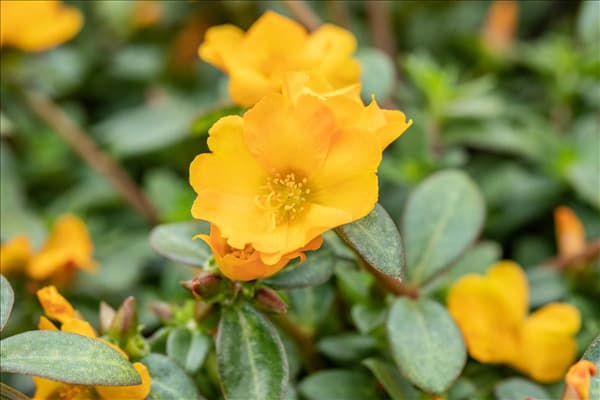Portulaca umbraticola 'Cupcake'