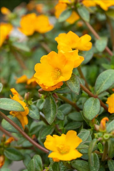 Portulaca umbraticola 'Cupcake'