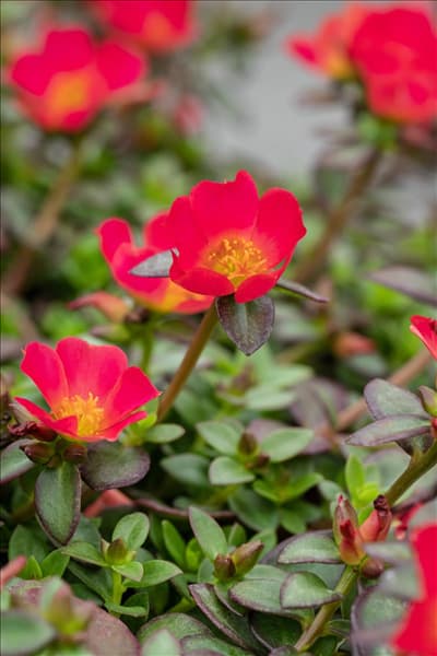 Portulaca umbraticola 'Cupcake'