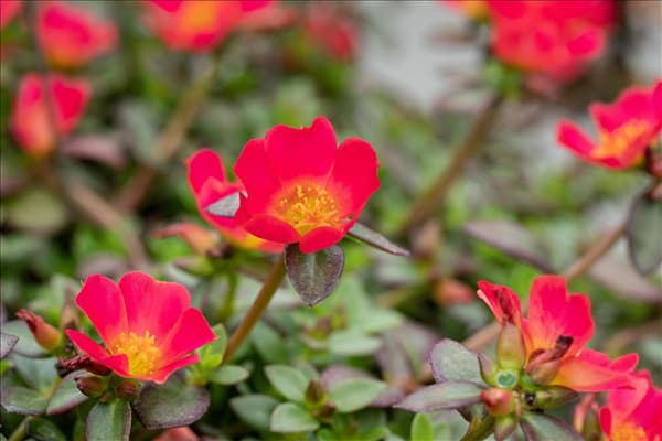 Portulaca umbraticola 'Cupcake'