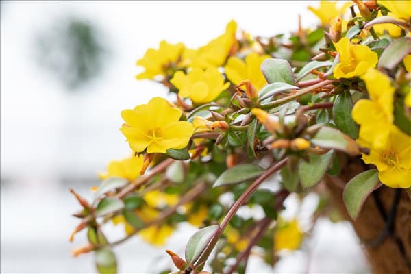 Portulaca umbraticola 'Cupcake'