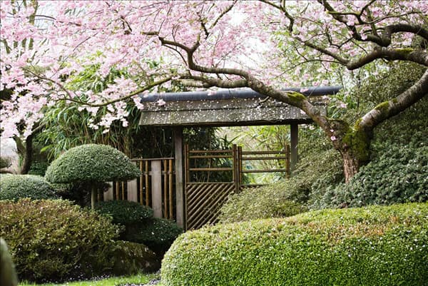 Prunus subhirtella 'Accolade'