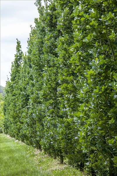 Quercus robur