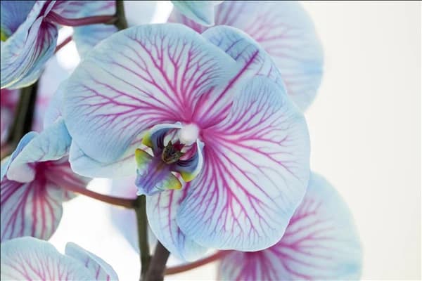 Phalaenopsis, blau