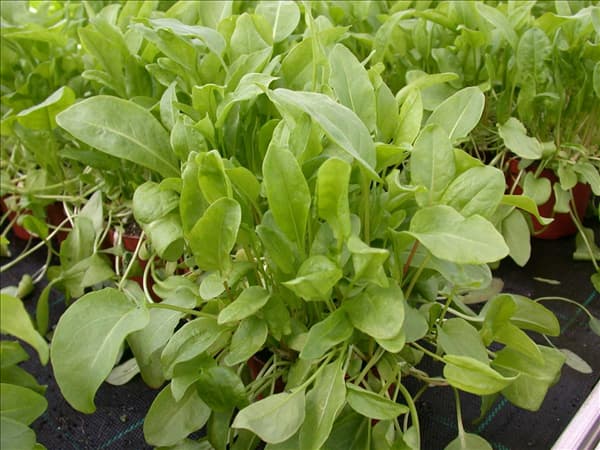 Rumex acetosa
