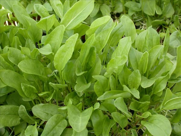 Rumex acetosa