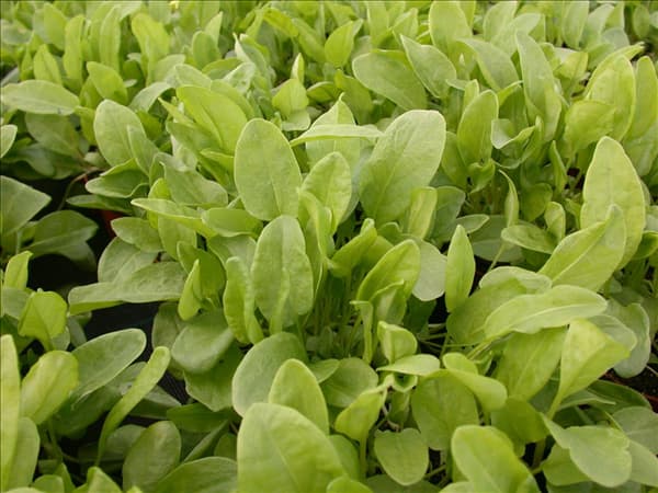 Rumex acetosa