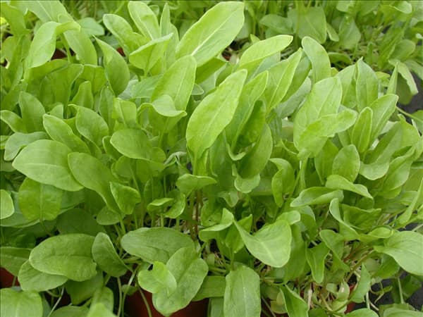 Rumex acetosa