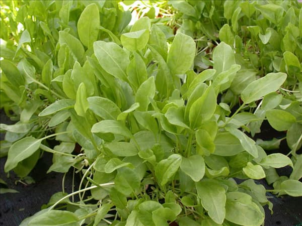 Rumex acetosa