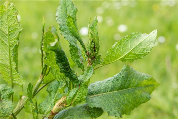 Rumex acetosa