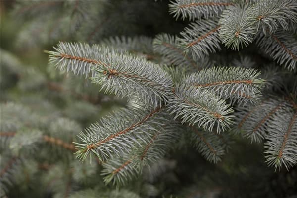 Picea pungens 'Blue Diamond'