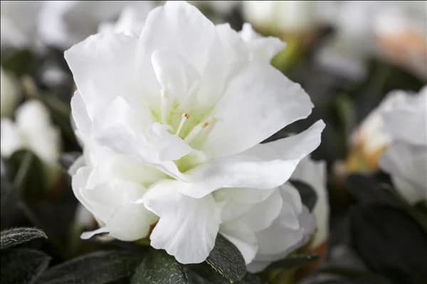 Rhododendron simsii