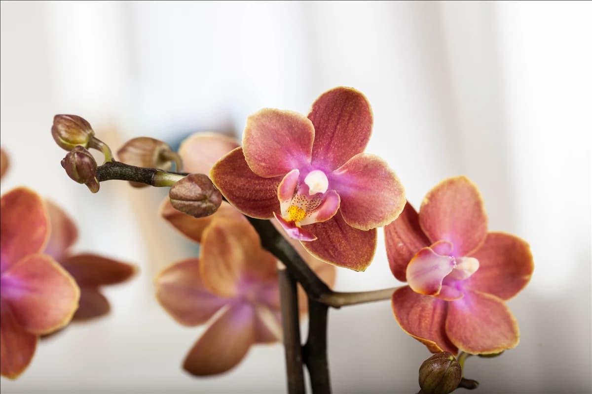 Phalaenopsis, orange