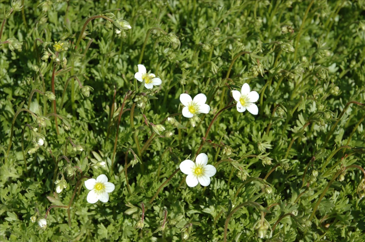 Saxifraga x arendsii 'Frühlingsschnee'