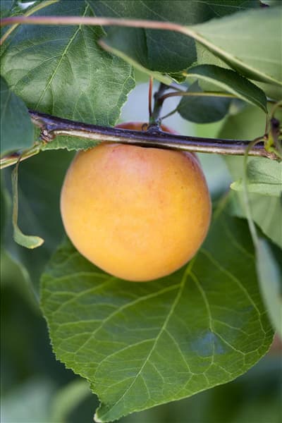 Prunus armeniaca