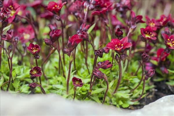 Saxifraga x arendsii 'Peter Pan'