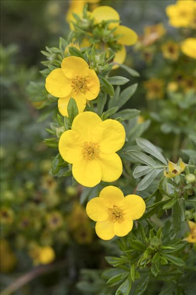 Potentilla fruticosa 'Kobold'