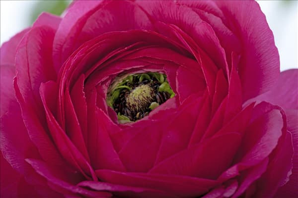 Ranunculus asiaticus