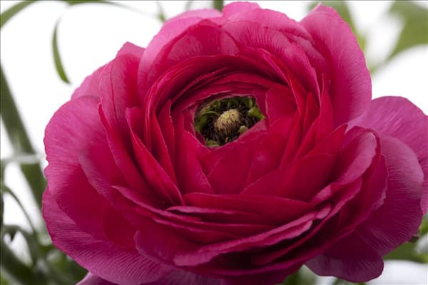 Ranunculus asiaticus